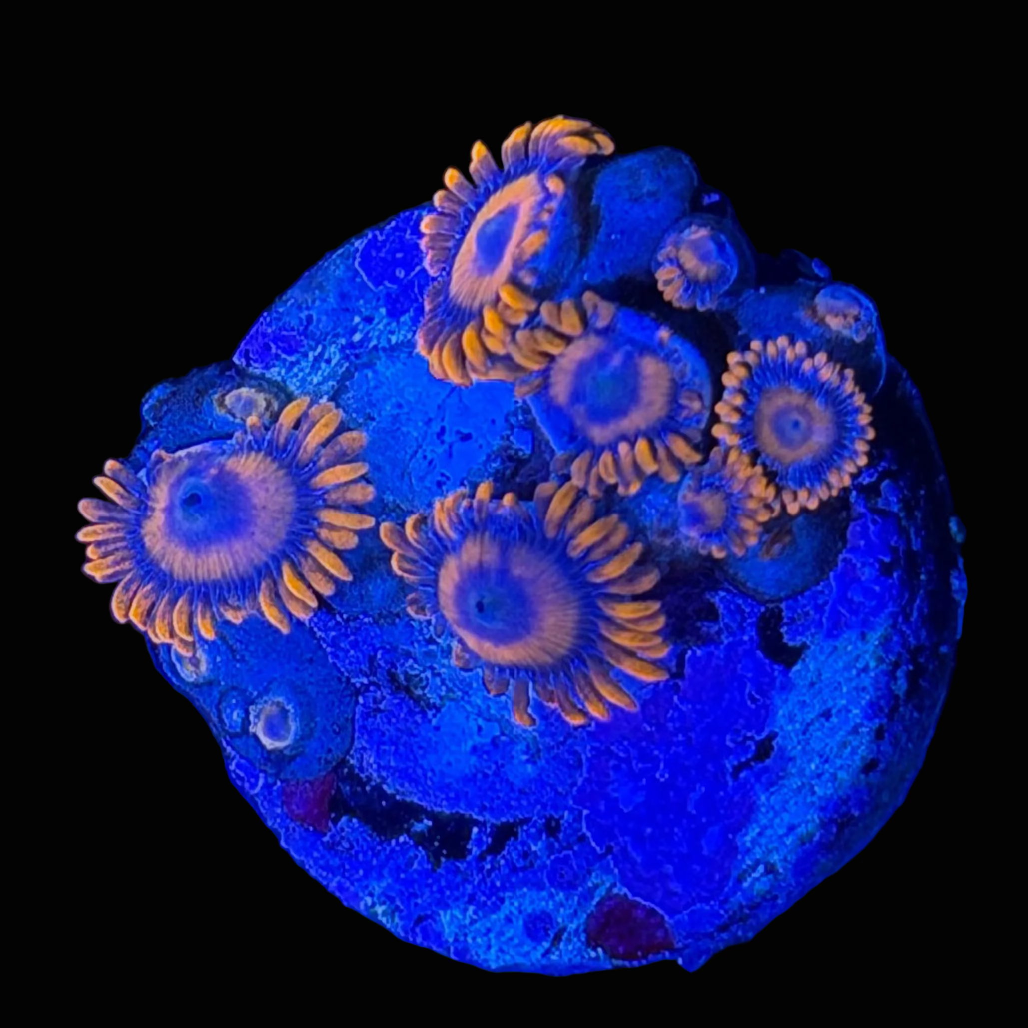 1 - Orange Oxide Zoa