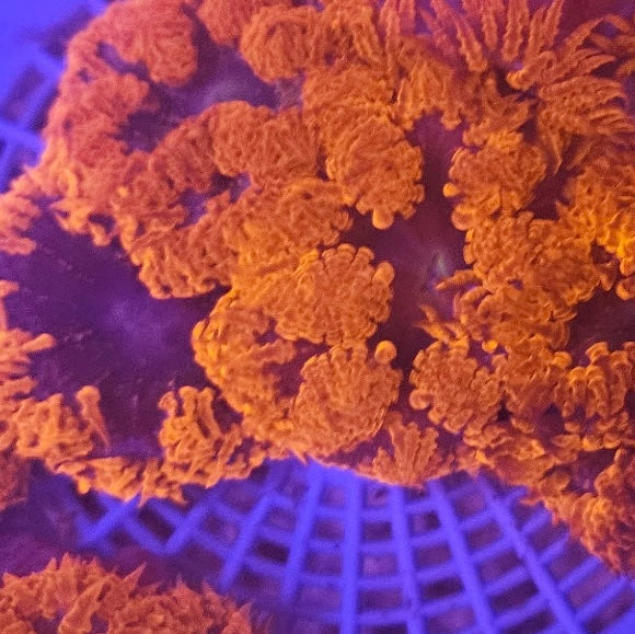 RED Rock Flower Anemone