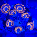 Orange Oxide Zoa - 12