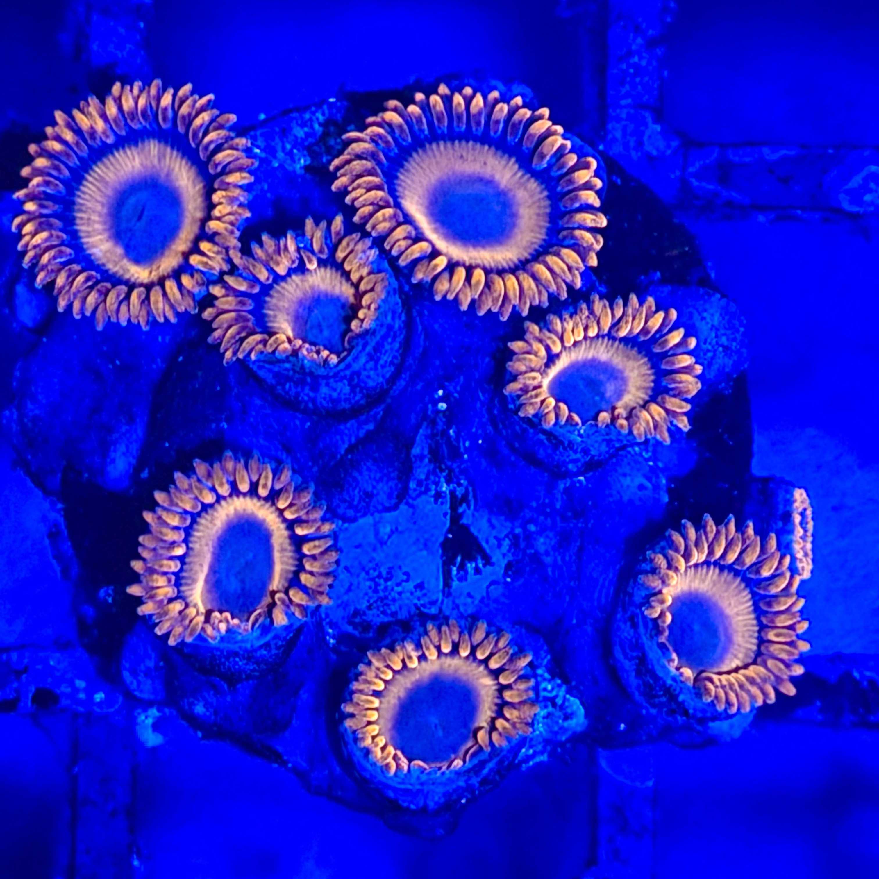 Orange Oxide Zoa - 12