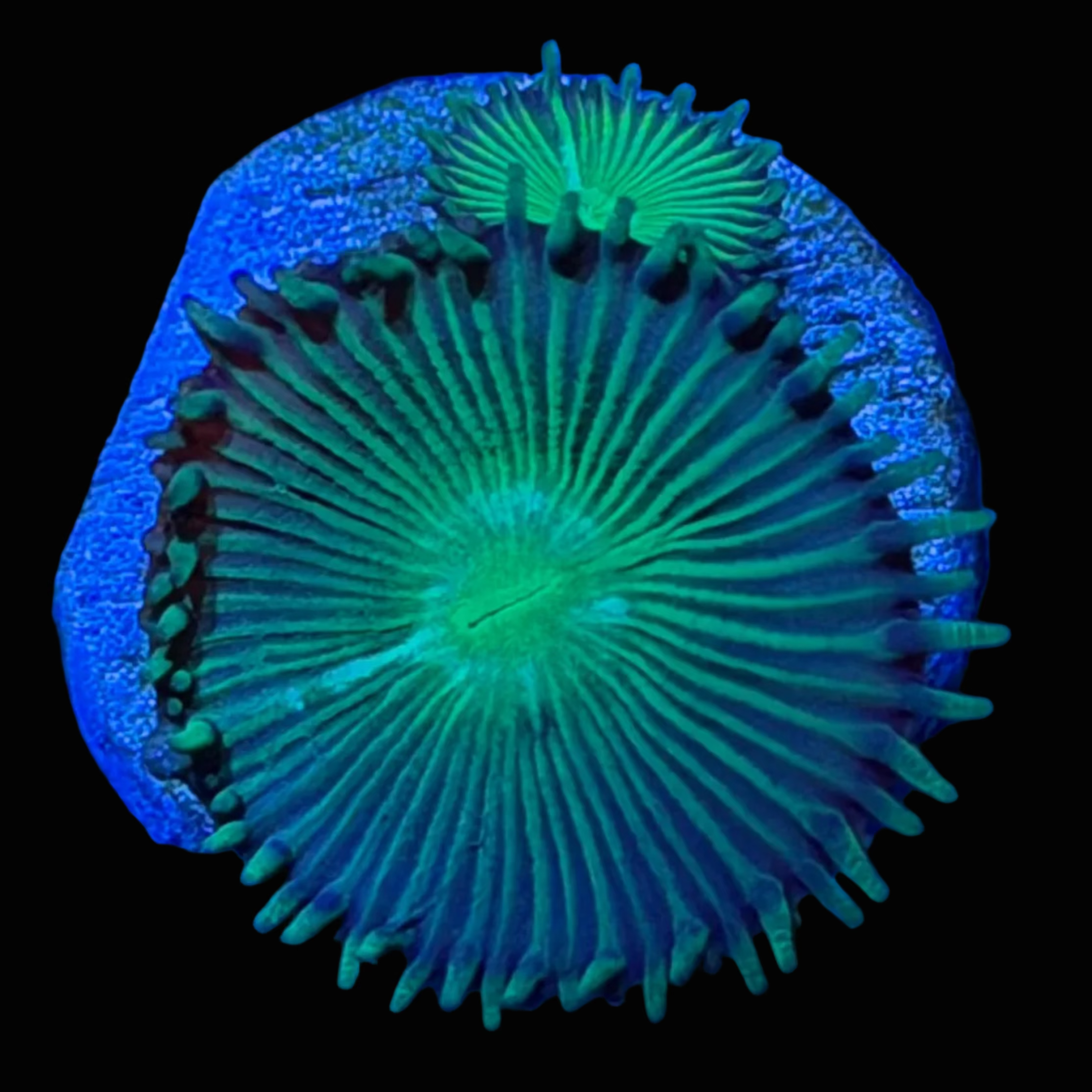 14 - Neon Green Paly Frag