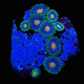 15 - Blow Pop Zoa