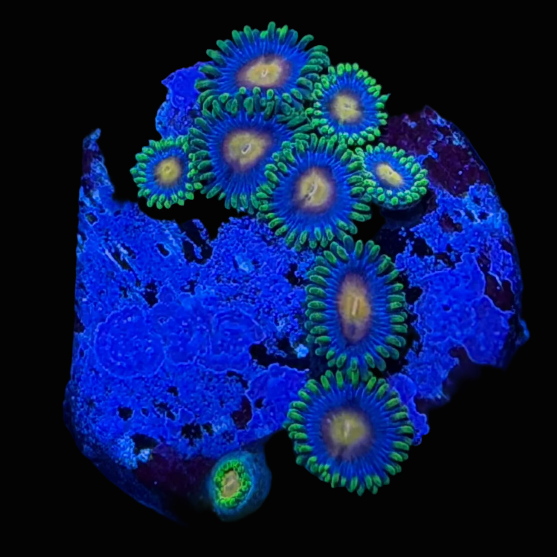 15 - Blow Pop Zoa