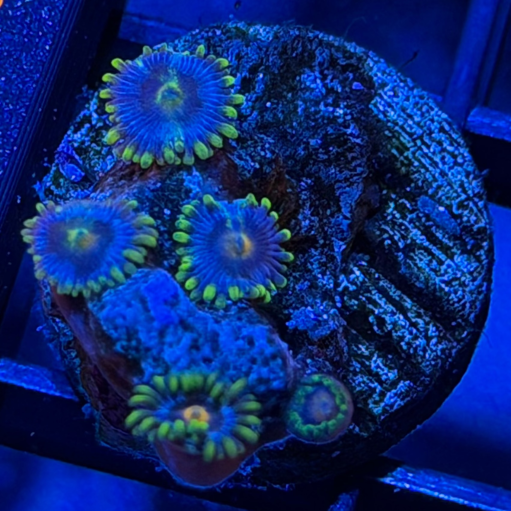 16 - Zoa Frag