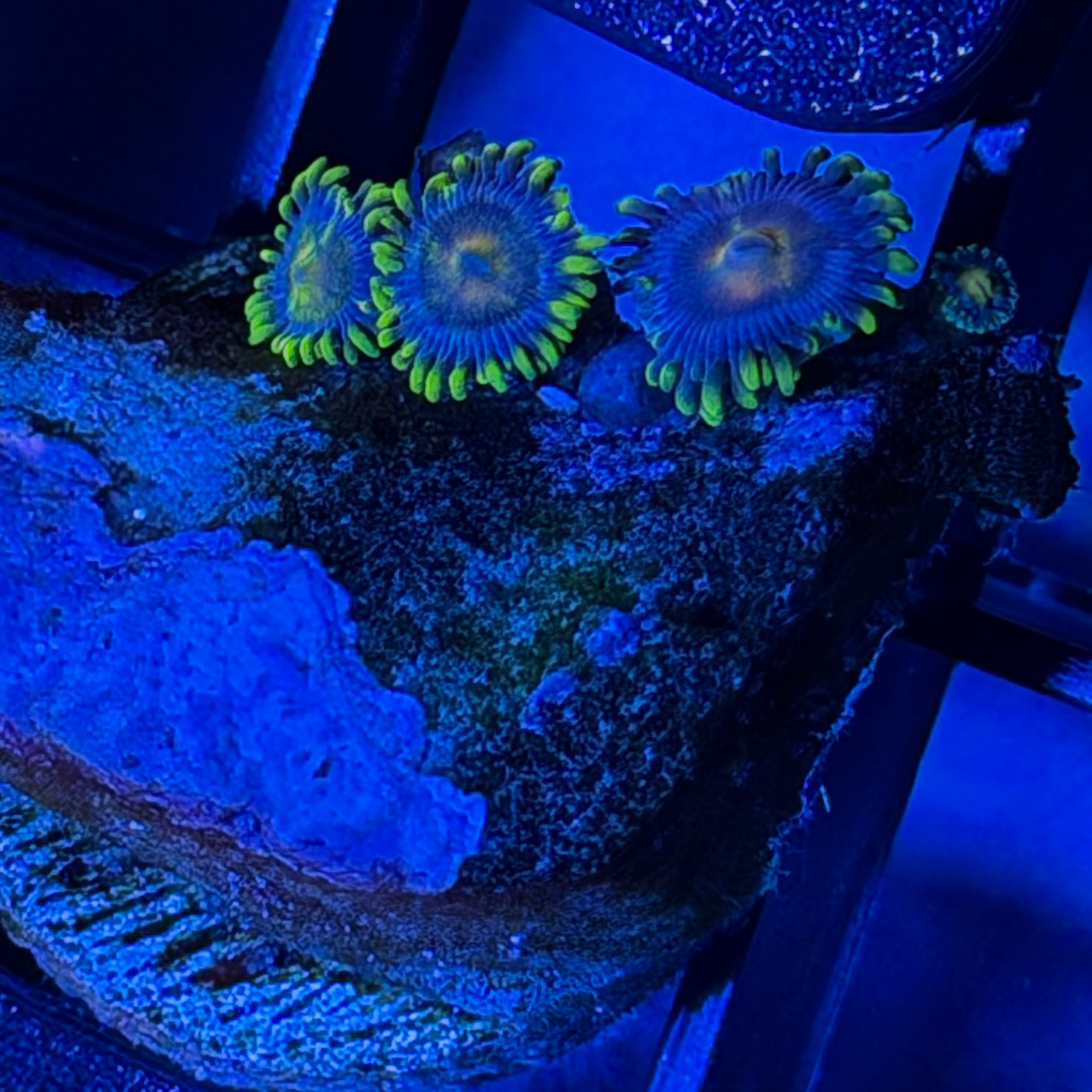 17 - Blow Pop Zoa Frag