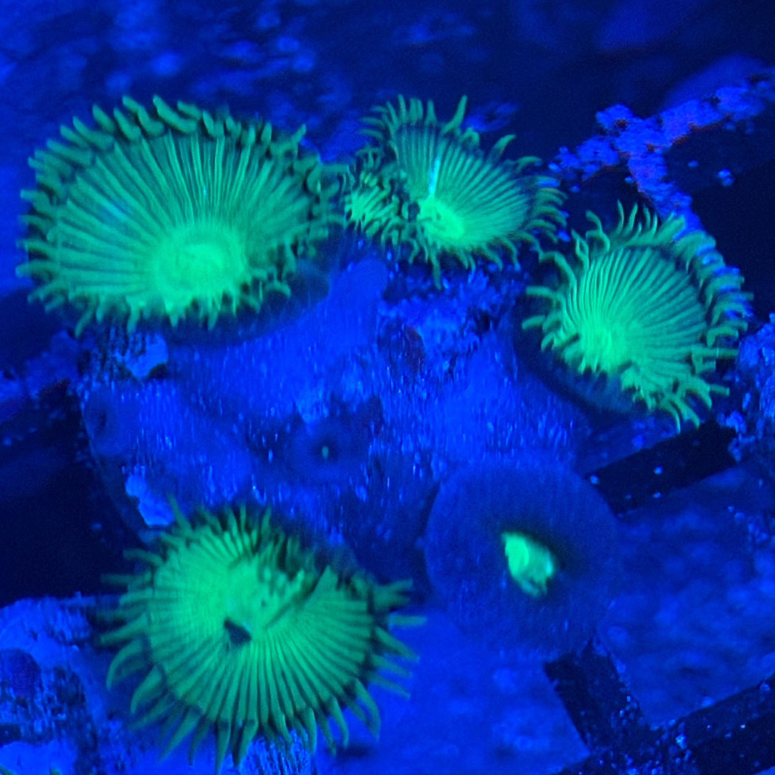 Neon Paly Rock - 20