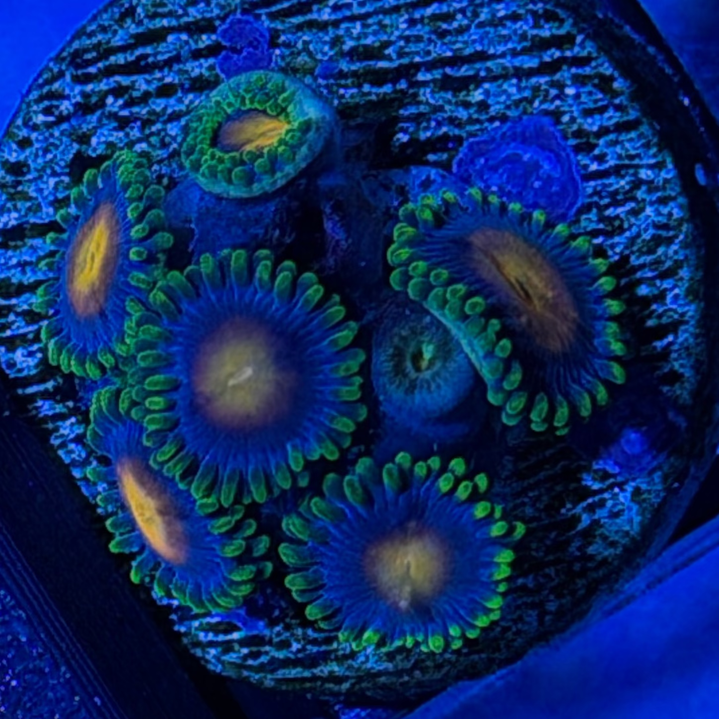 20 - Blow Pop Zoa Frag