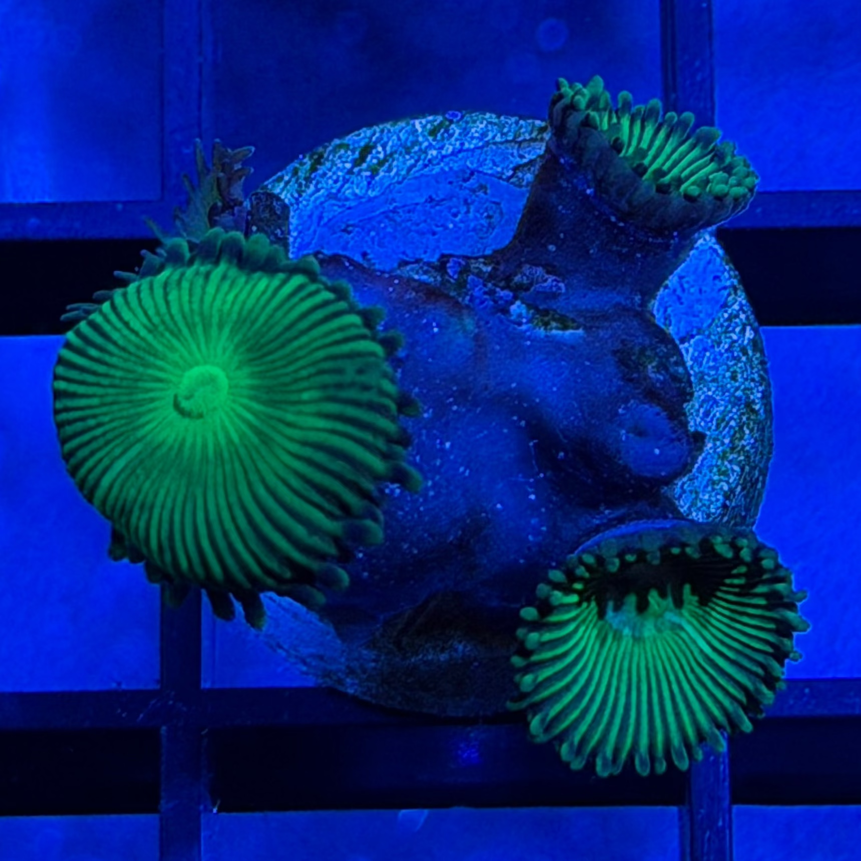 21 - Neon Green Paly Frag