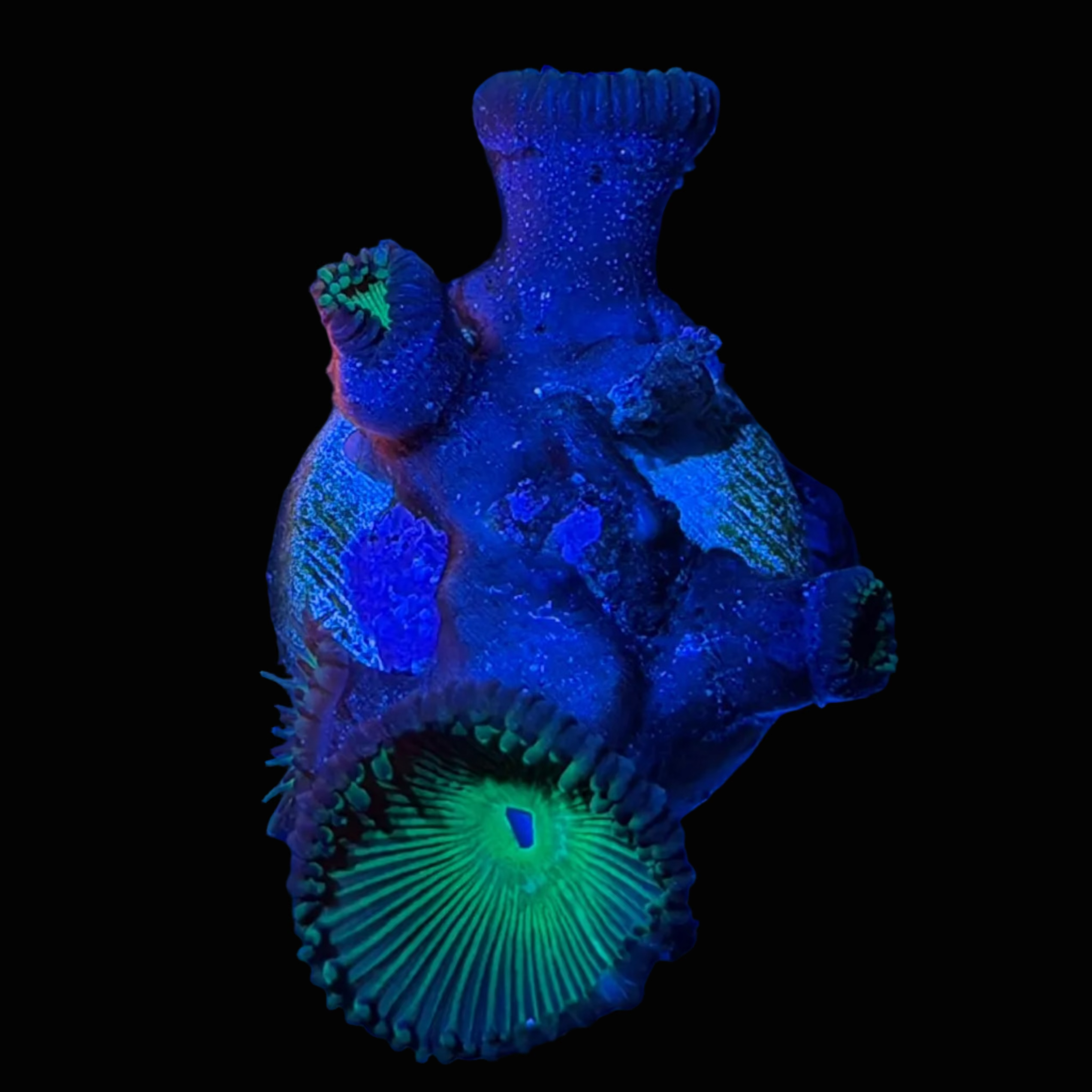 22 - Neon Green Paly Frag