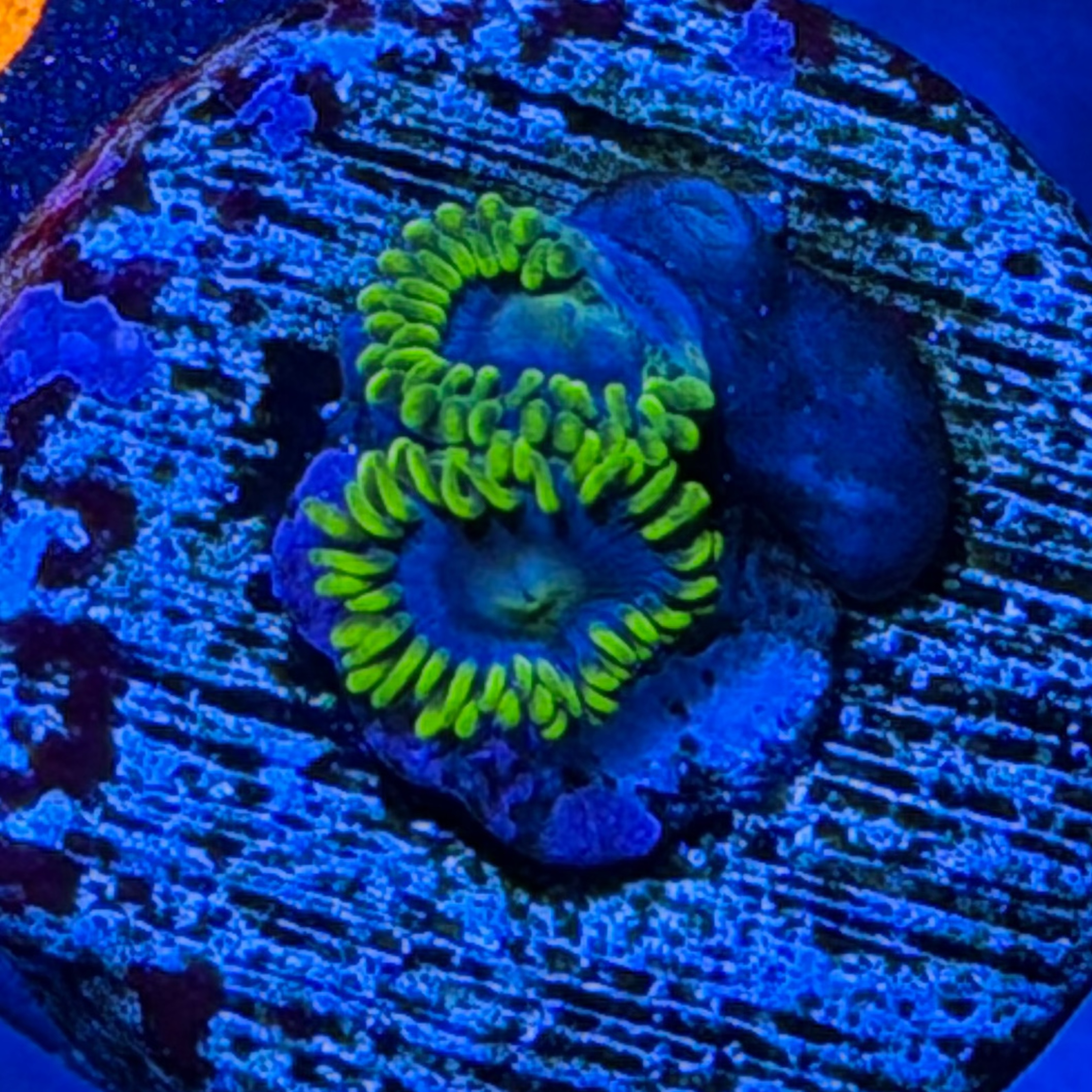 23 - Blueberry Field Zoa Frag