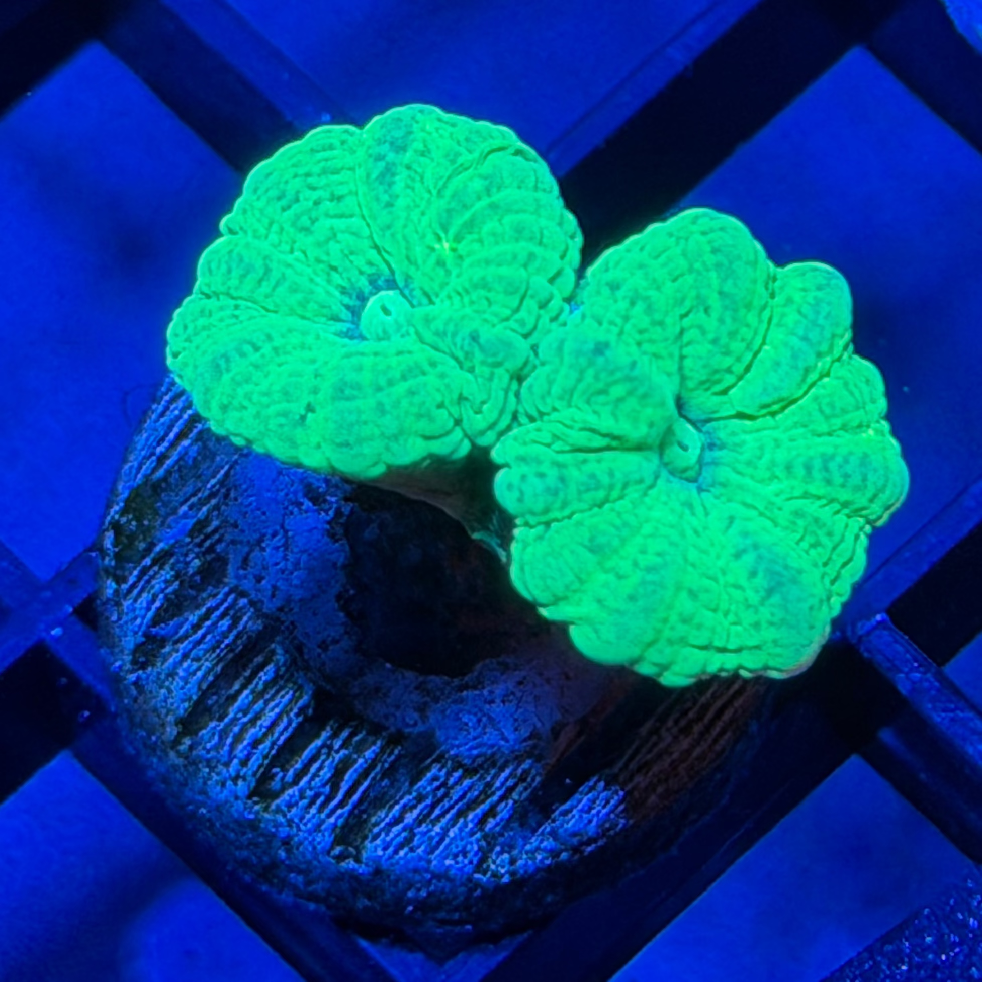 3 - Candy Cane Frag
