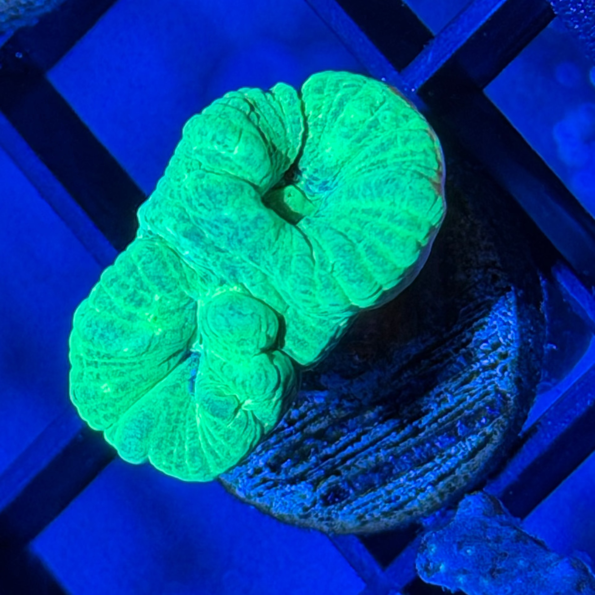 4 - Candy Cane Frag