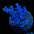 5 - Sinularia Leather Frag