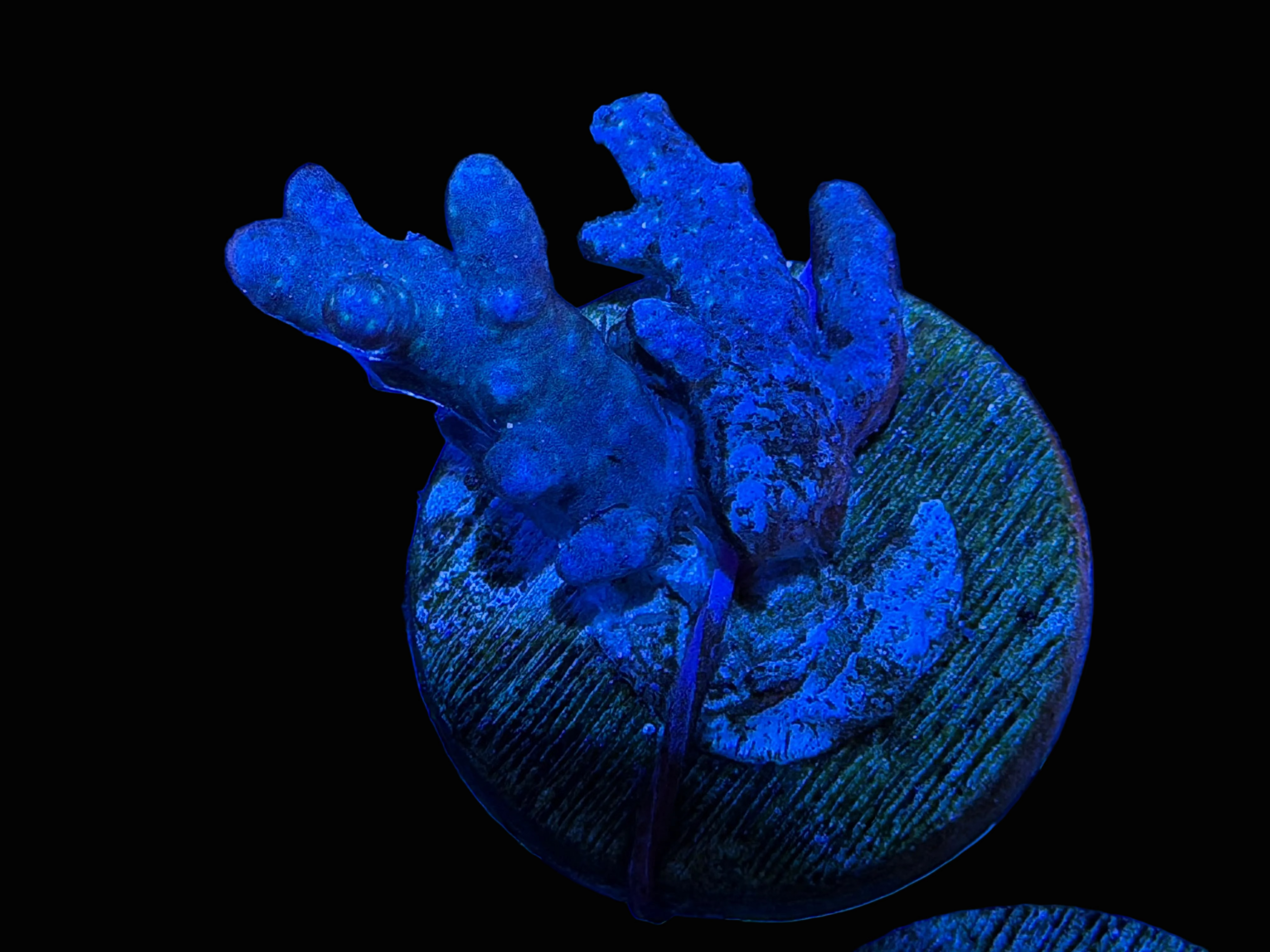 5 - Sinularia Leather Frag
