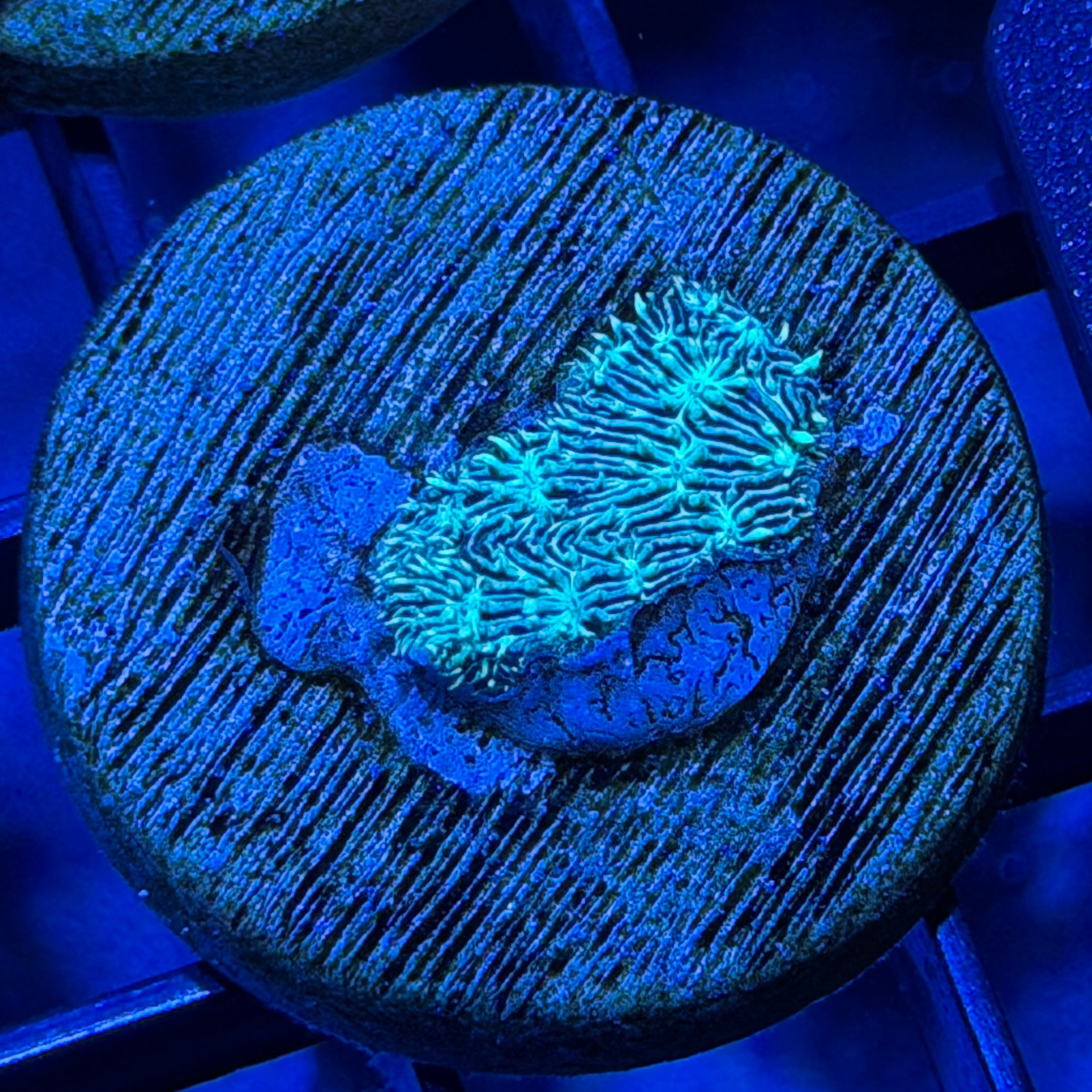 6 - Mint Pavona Frag