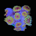 8 - Sun Coral (NPS)