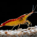 Cleaner Shrimp