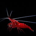 Fire Shrimp