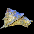 Trochus (Frilled)