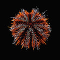 Halloween Urchin