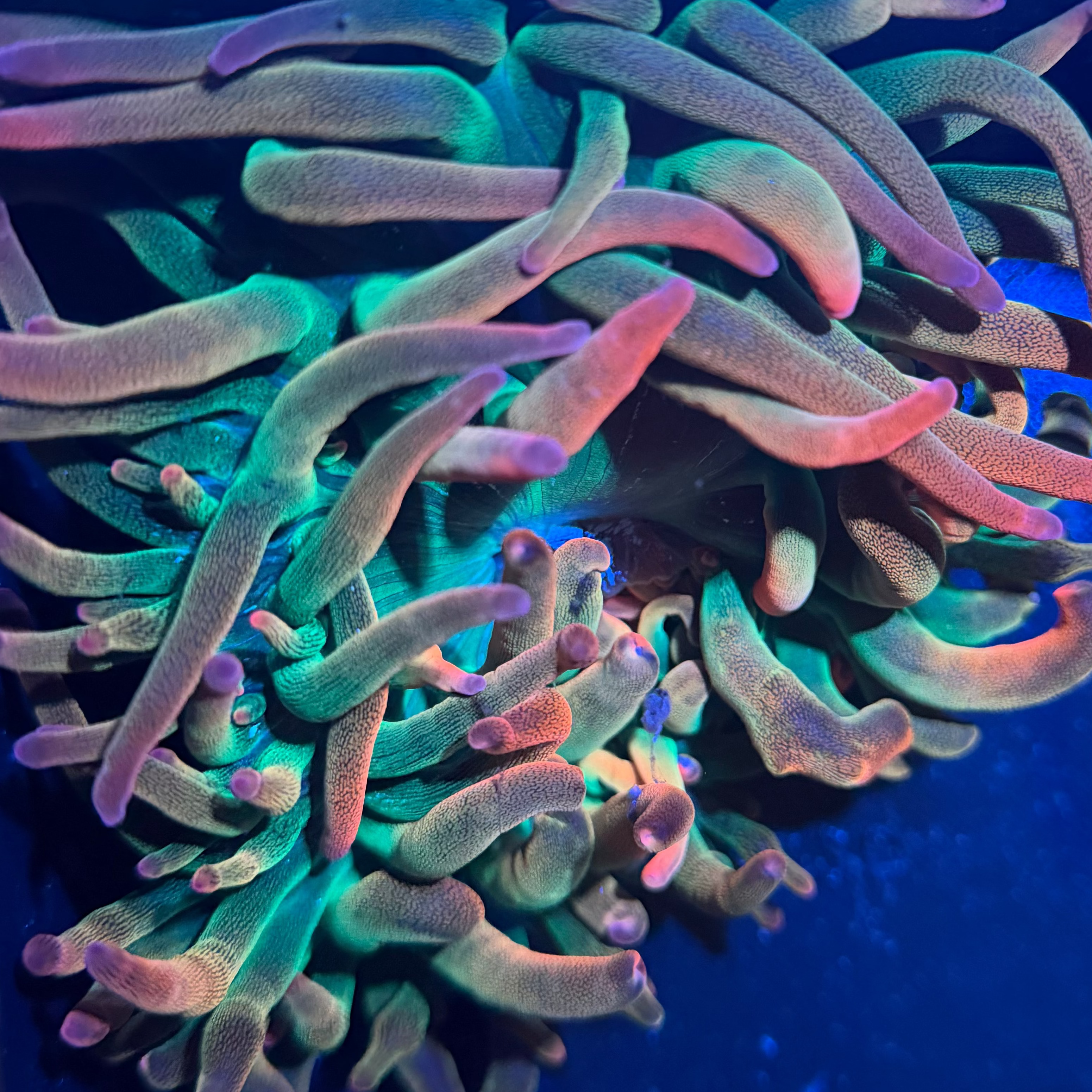 Rainbow Bubble Tip Anenome