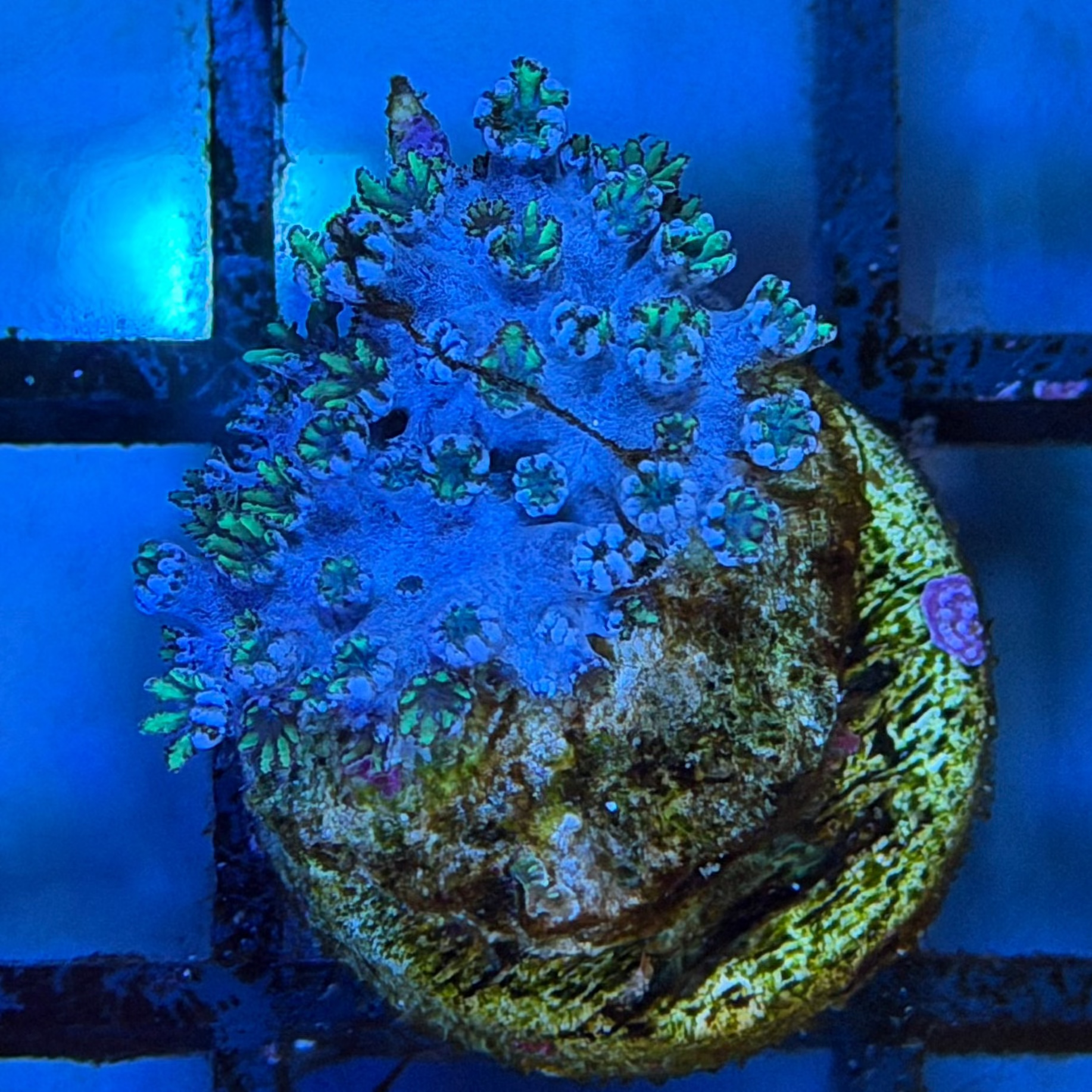 Blue Sympodium - 14