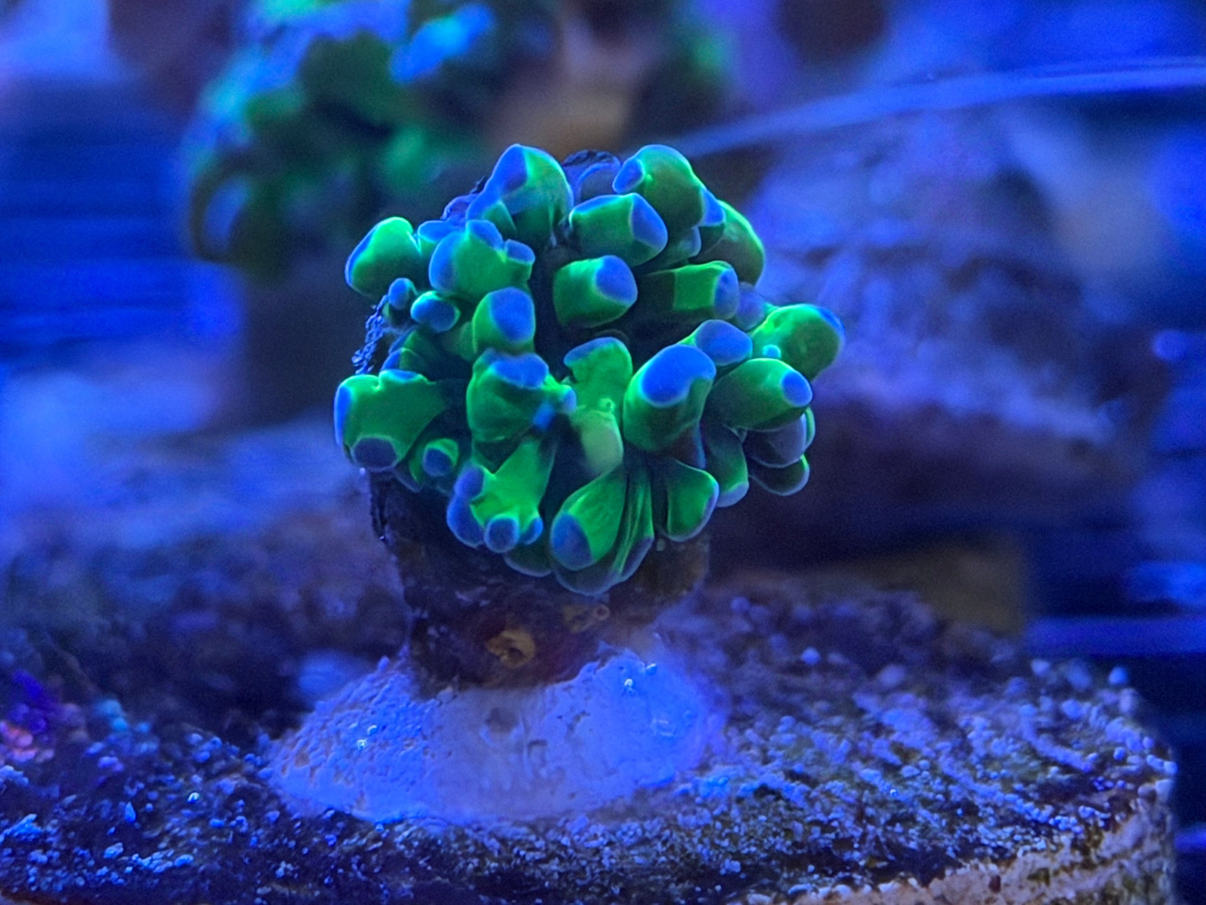 Micro Frogspawn