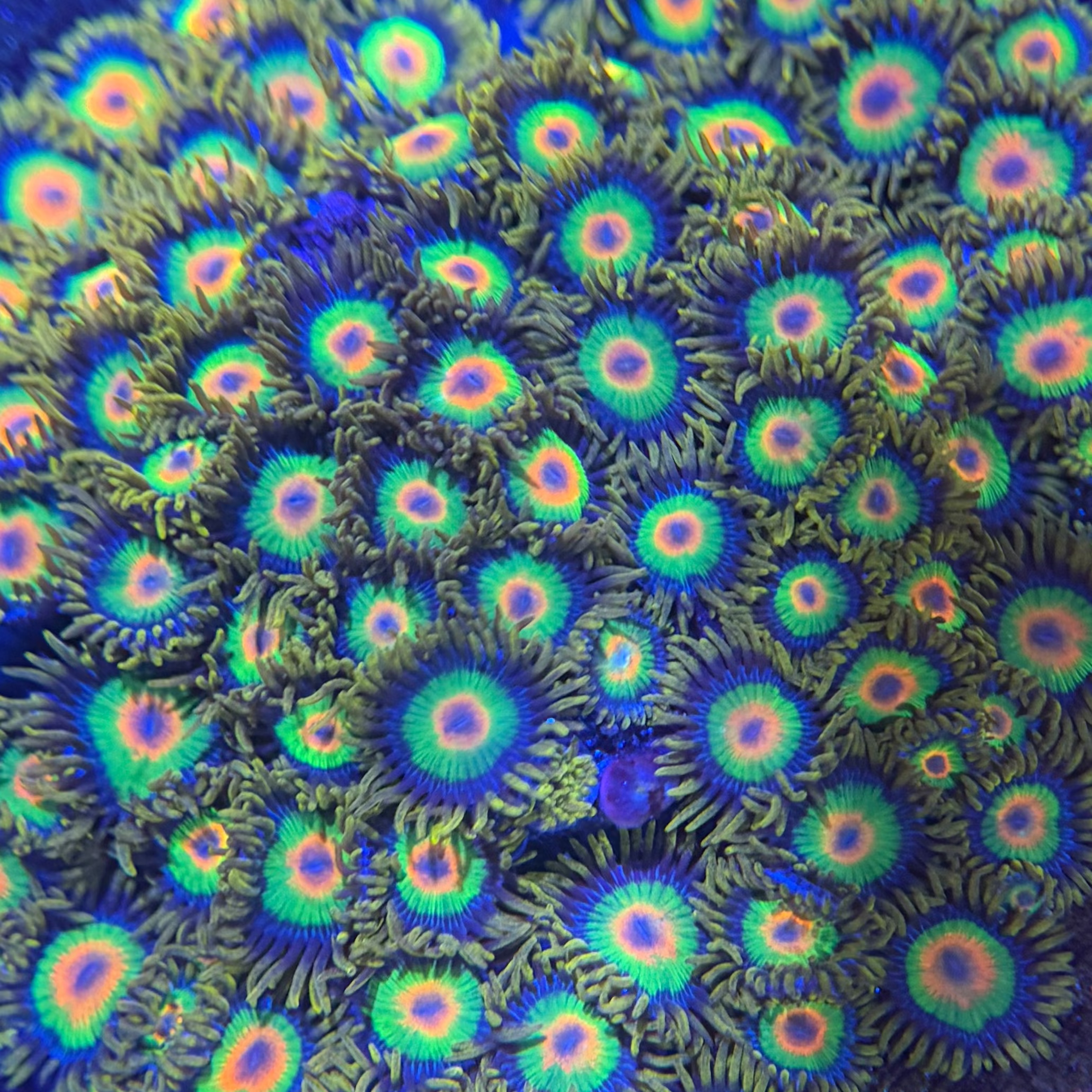 Rasta Zoanthids