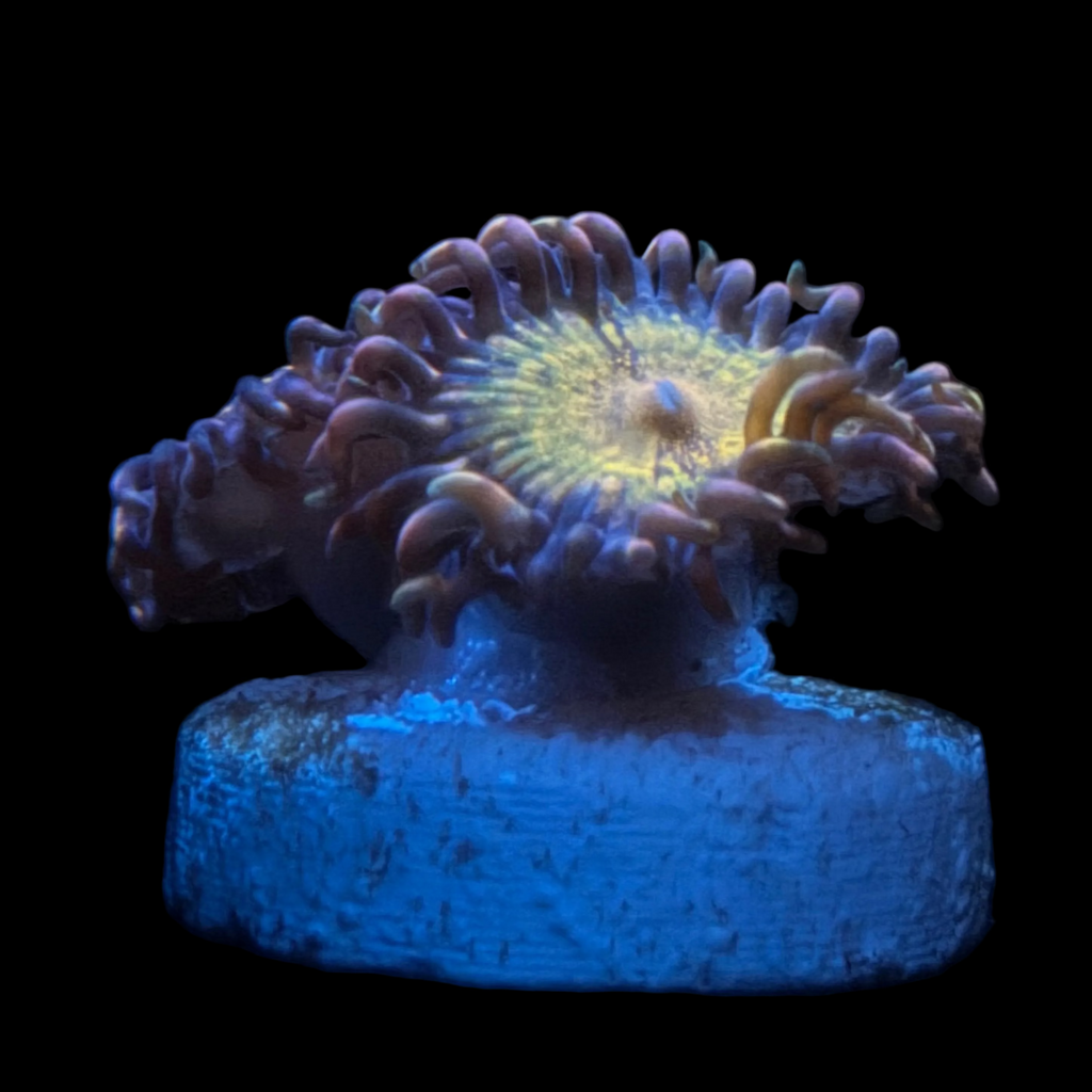 JF Pandora Zoa