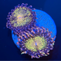JF Pandora Zoa