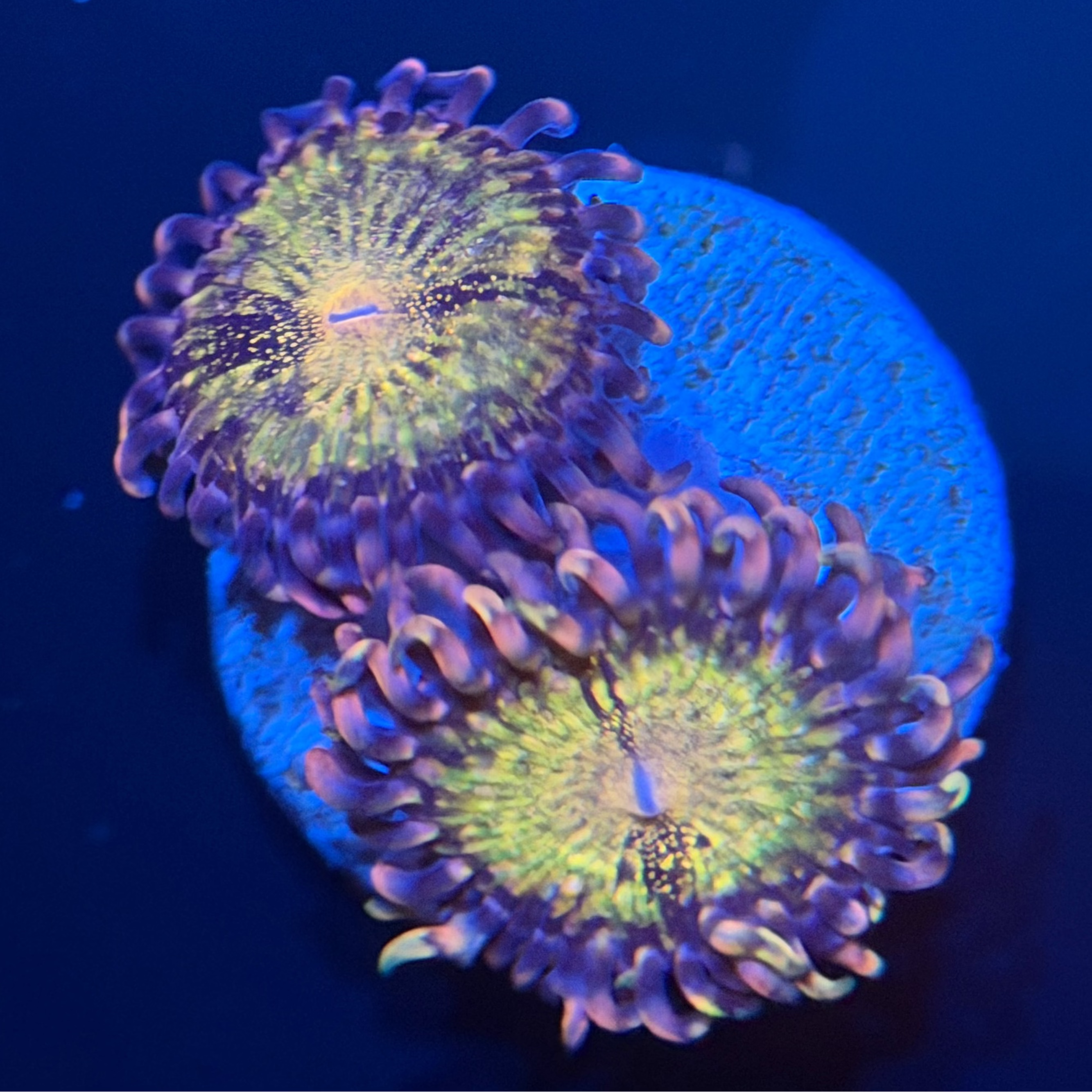 JF Pandora Zoa