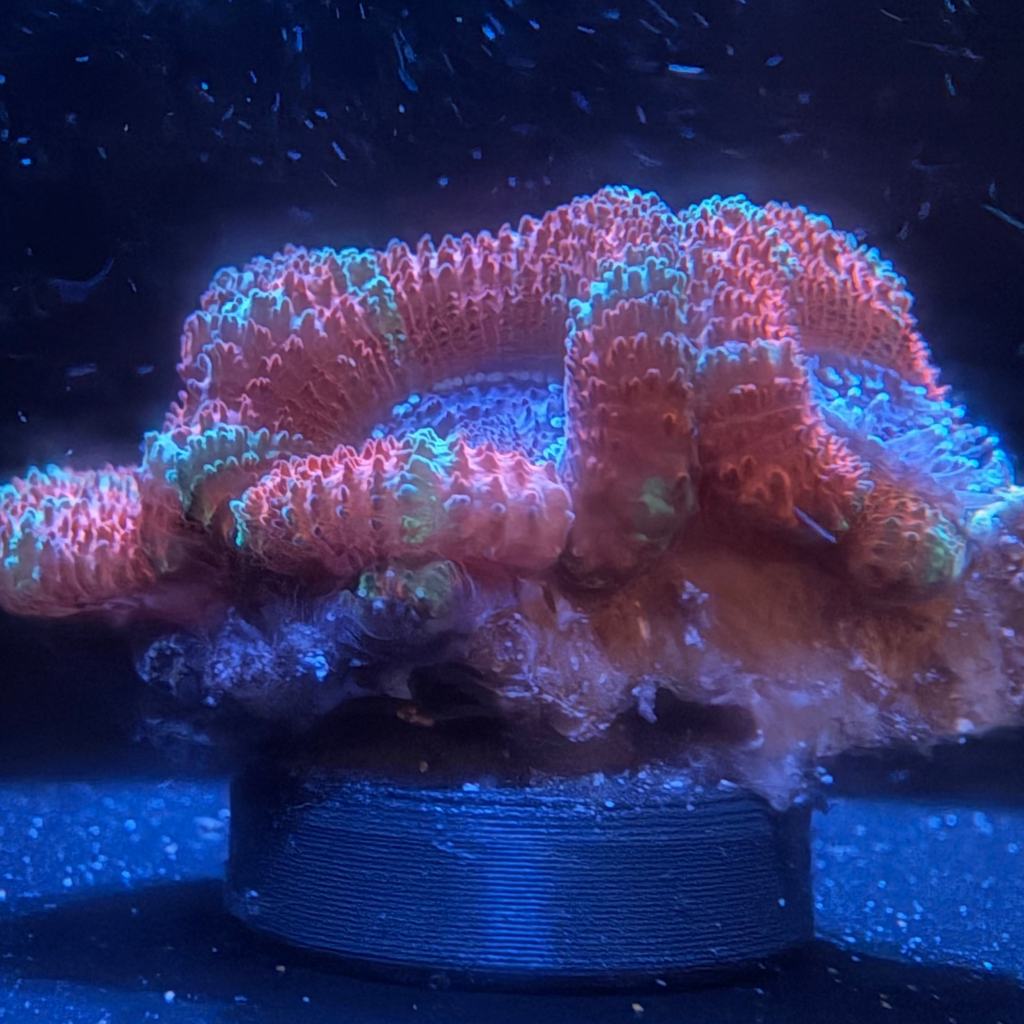 Orange & Green Acan