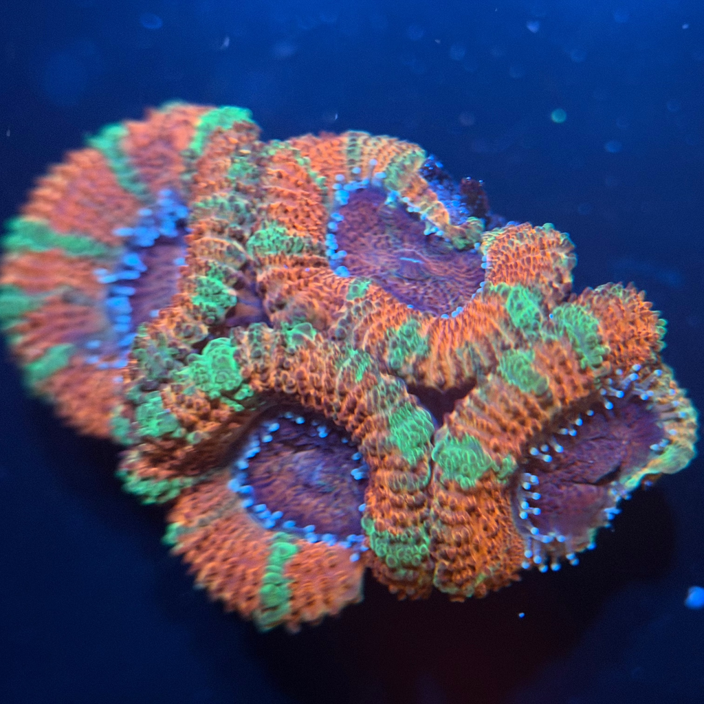 Orange & Green Acan