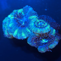 Acan