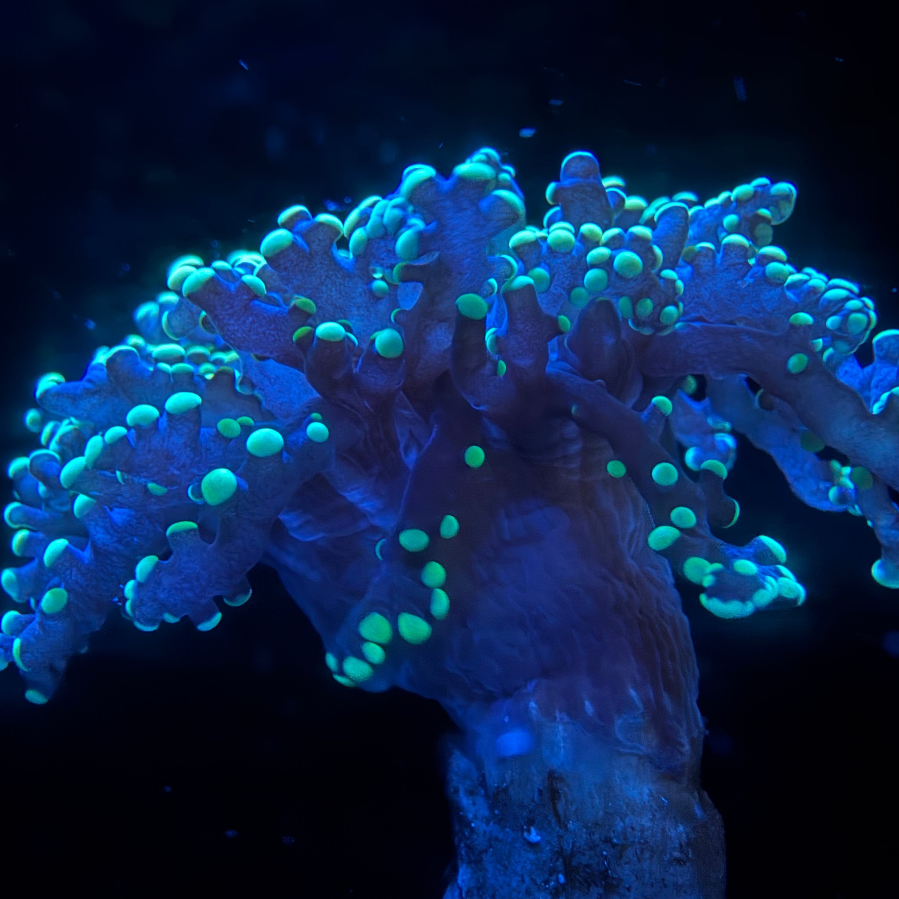 Yellow Octospawn