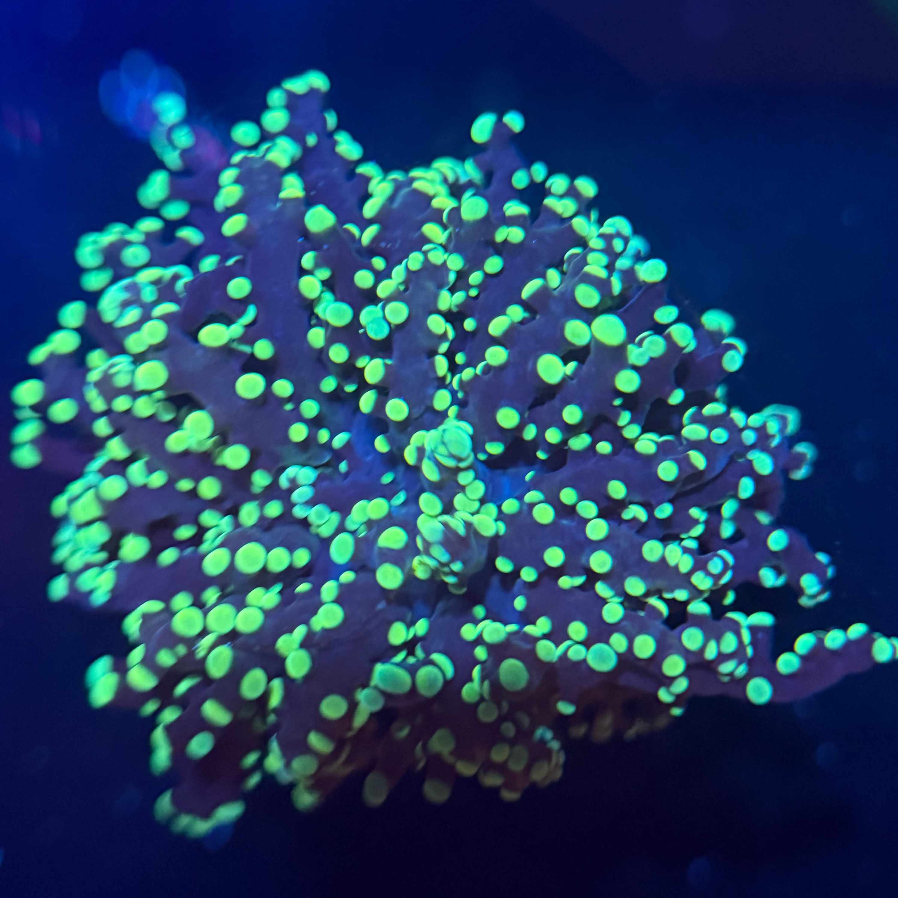 Yellow Octospawn