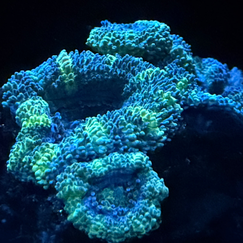 Acan