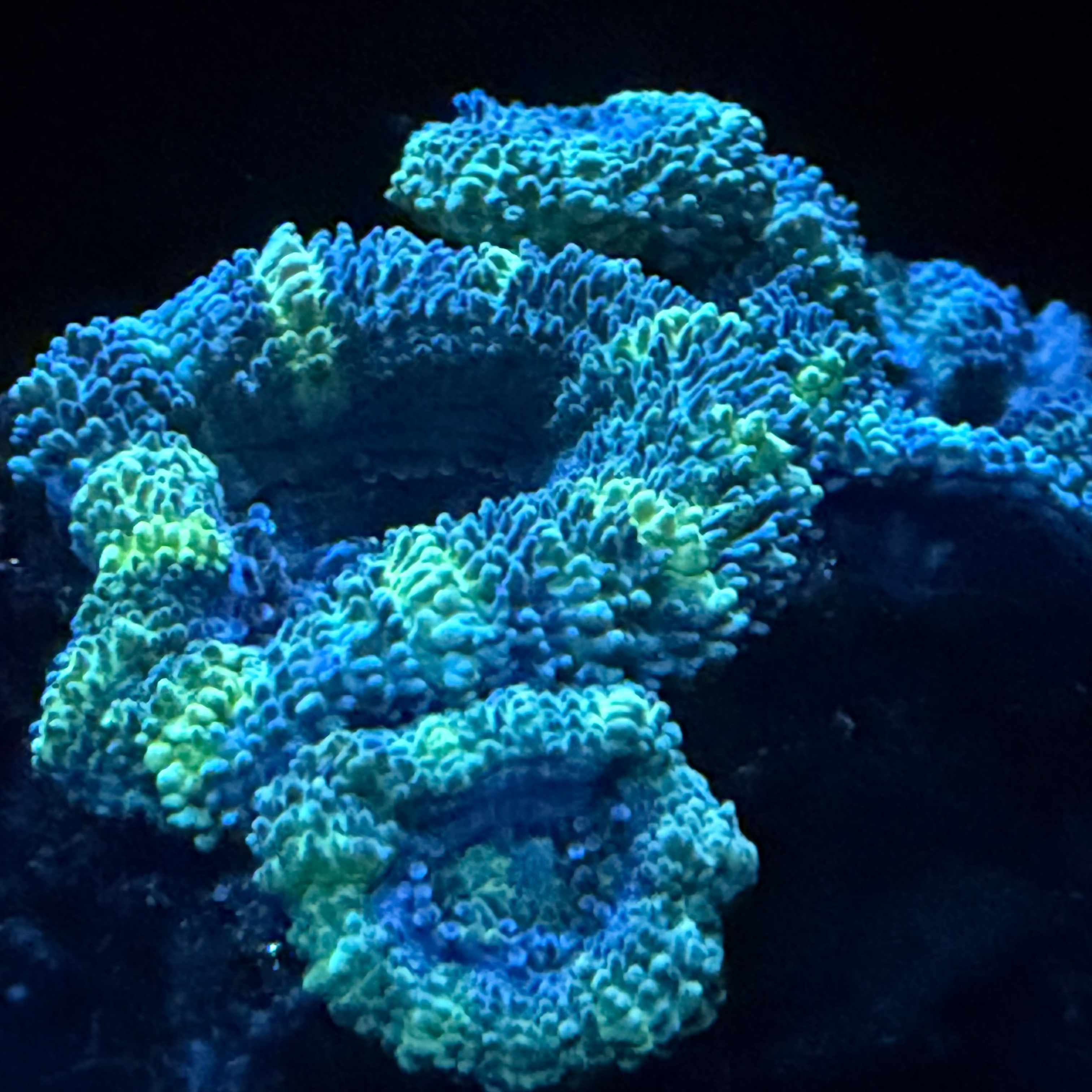 Acan