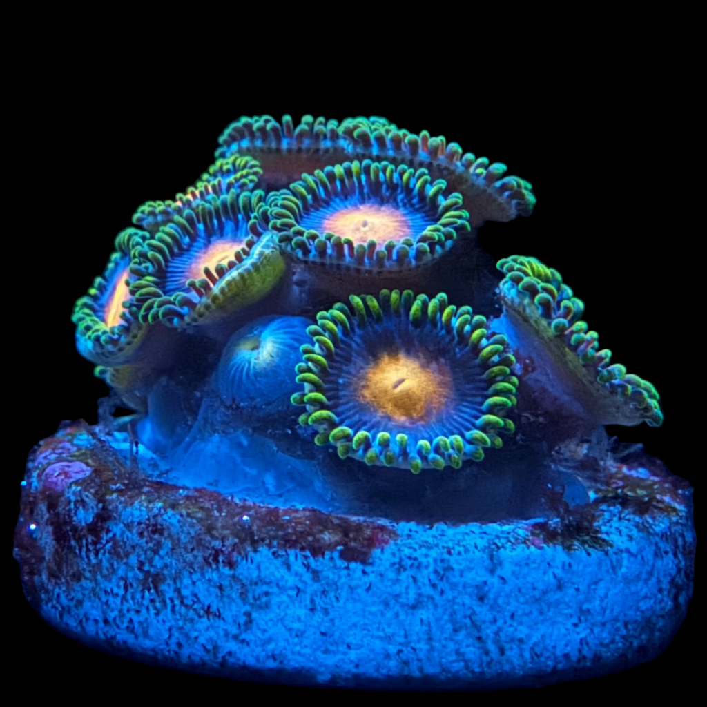 Blow Pop Zoa