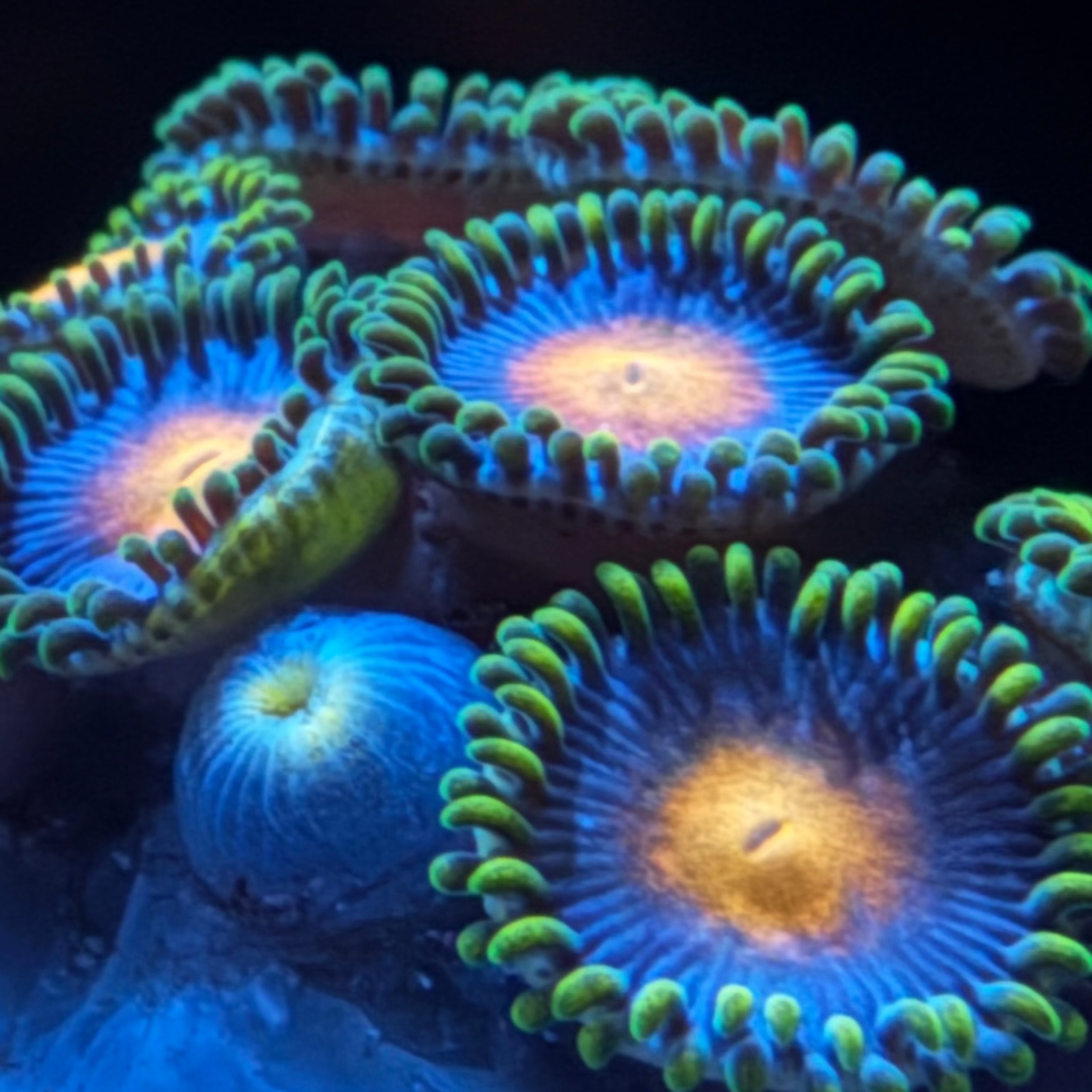Blow Pop Zoa