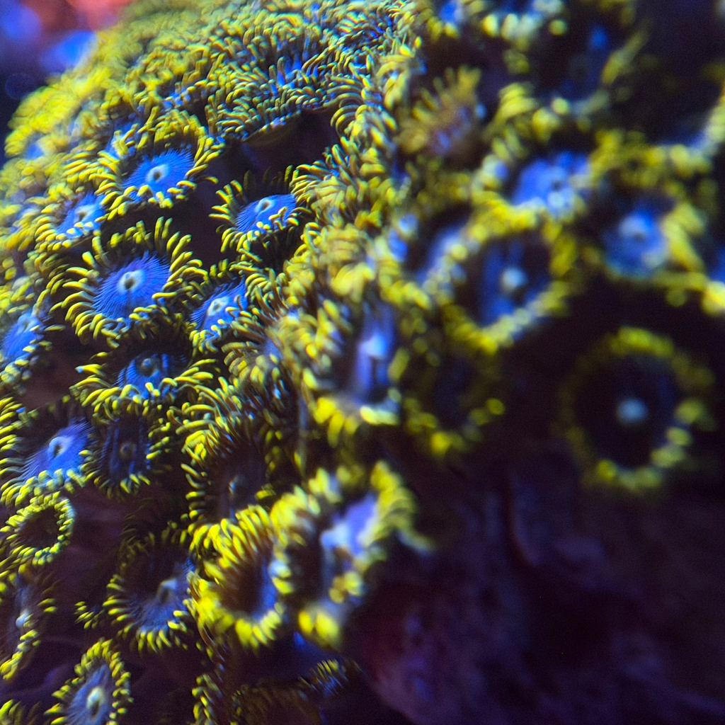 Blueberry Fields Zoa