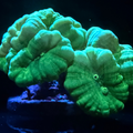 Nuclear Candy Cane 10 Polyps