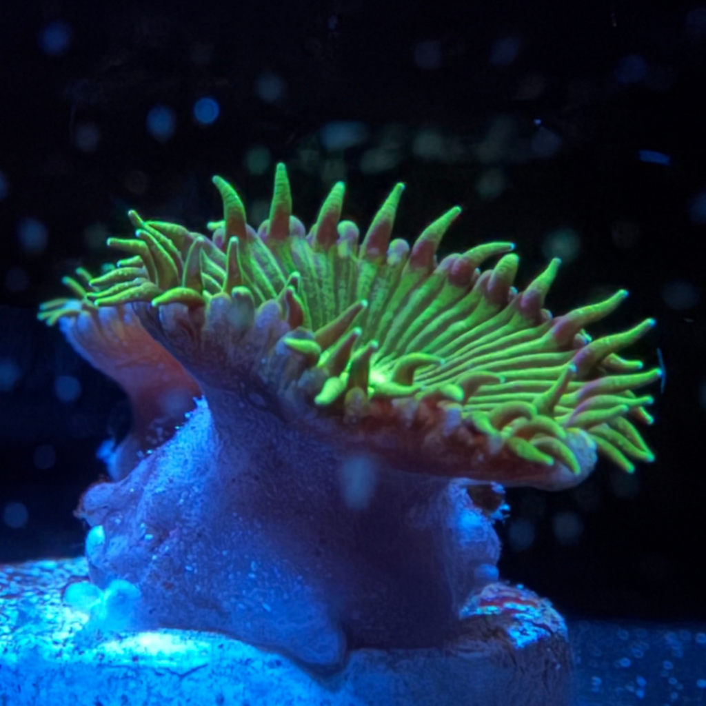 Neon Green Paly