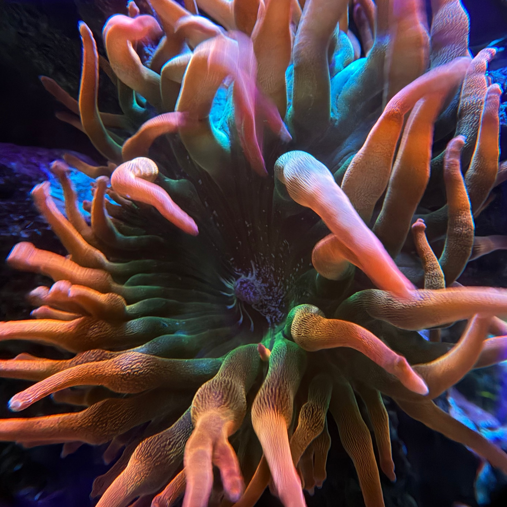 Rainbow Bubble Tip Anenome