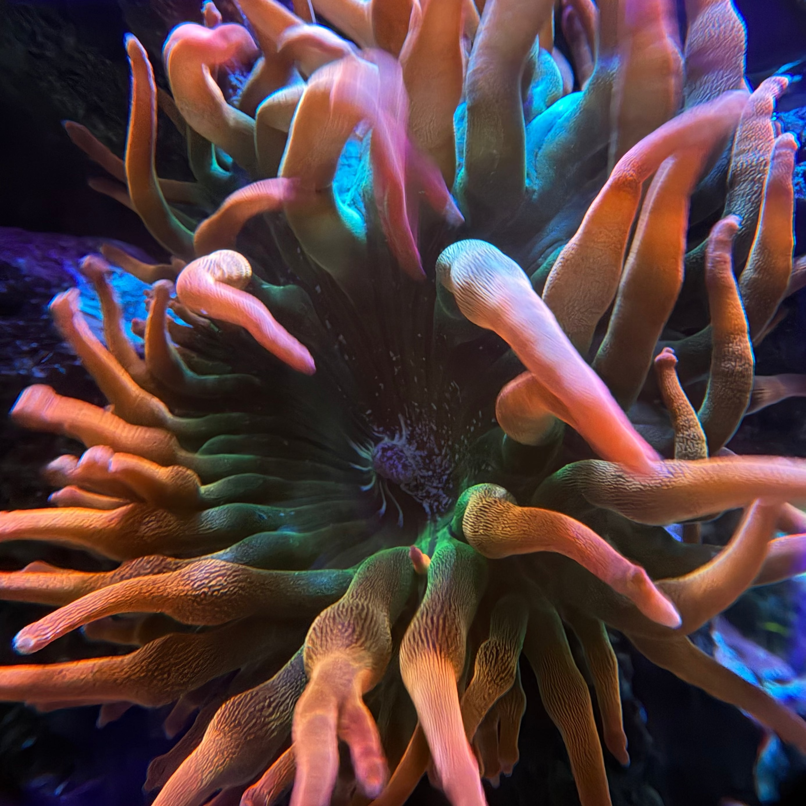 Rainbow Bubble Tip Anenome