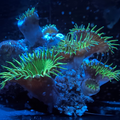 Neon Green Paly Rock