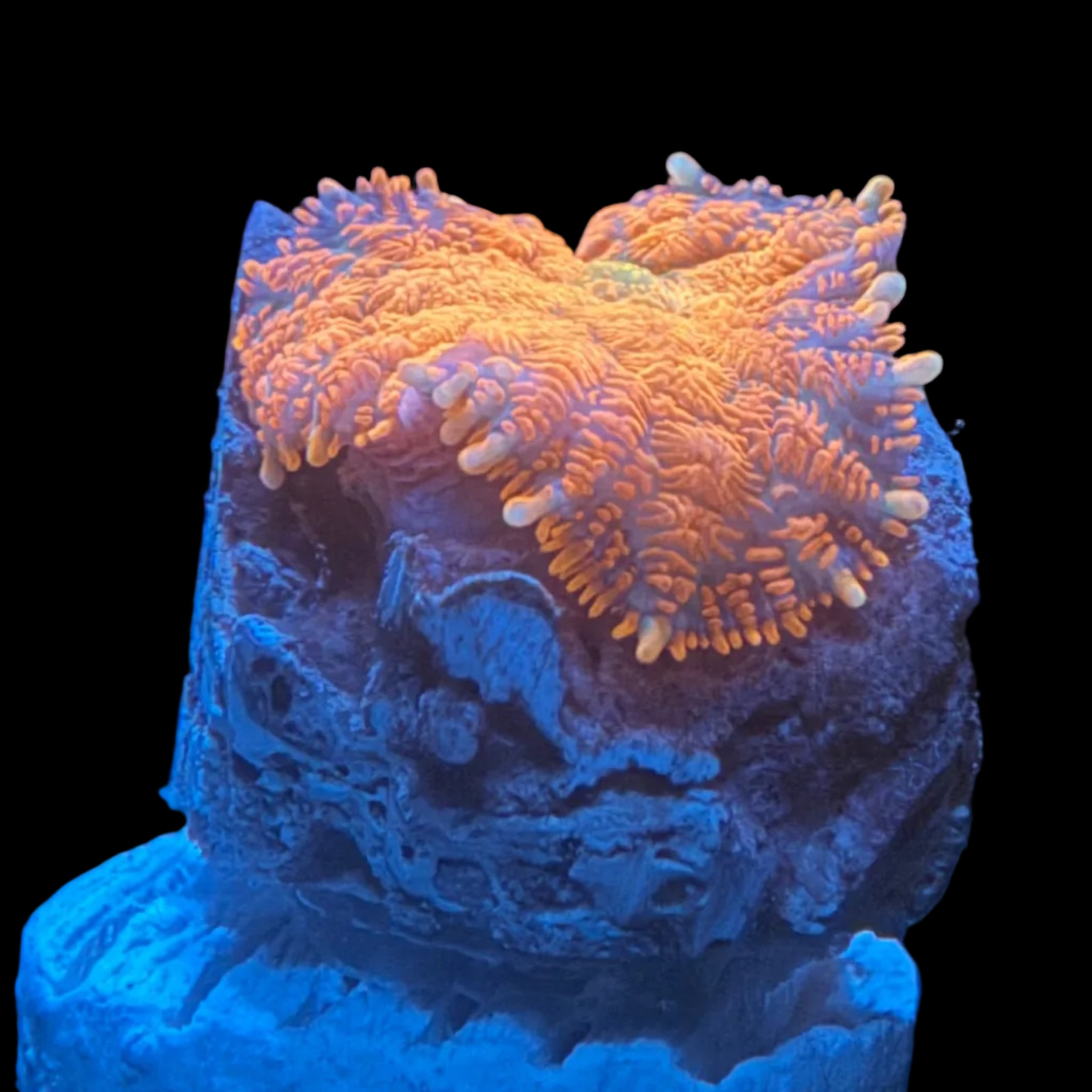 Ultra Neon Orange Rhodactis
