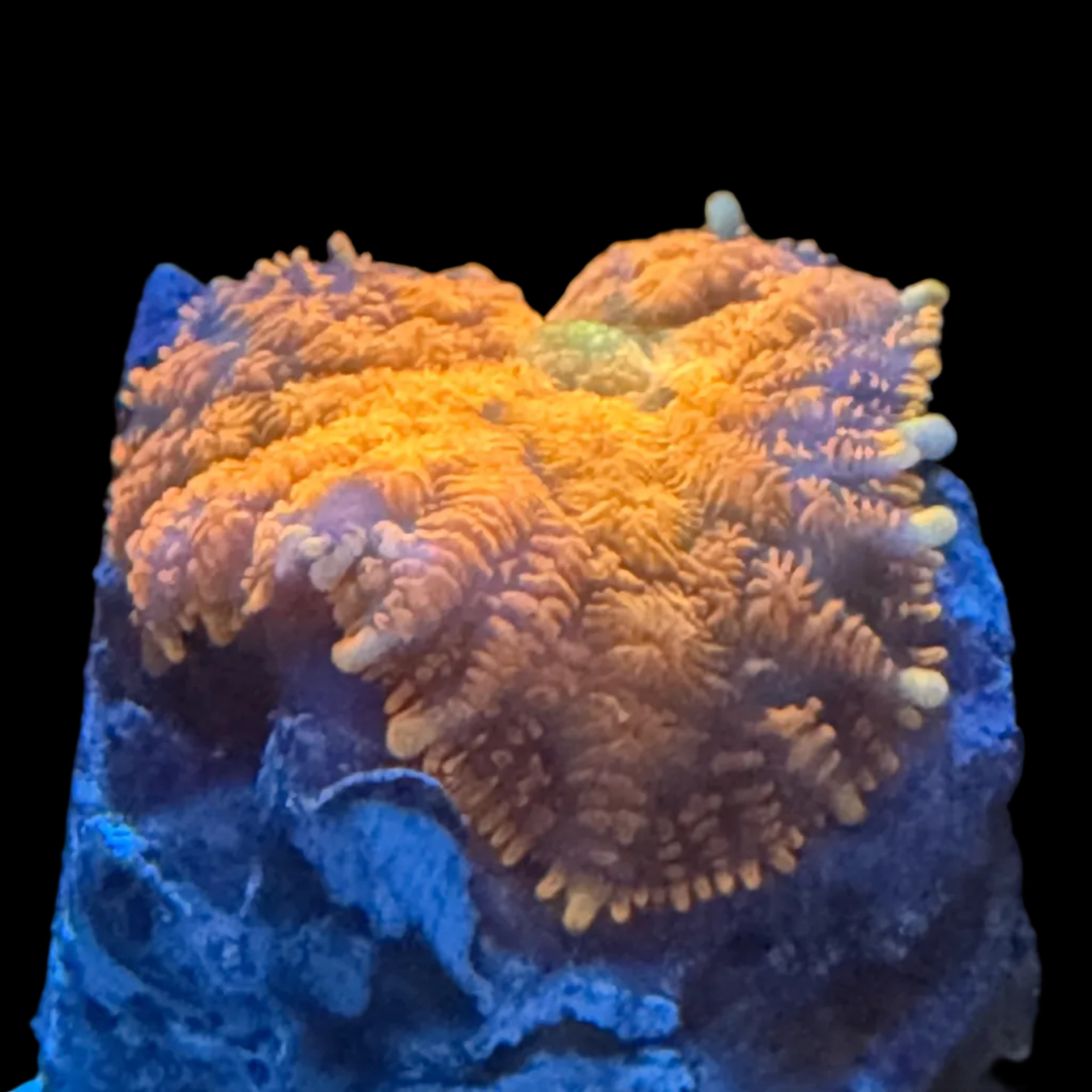 Ultra Neon Orange Rhodactis