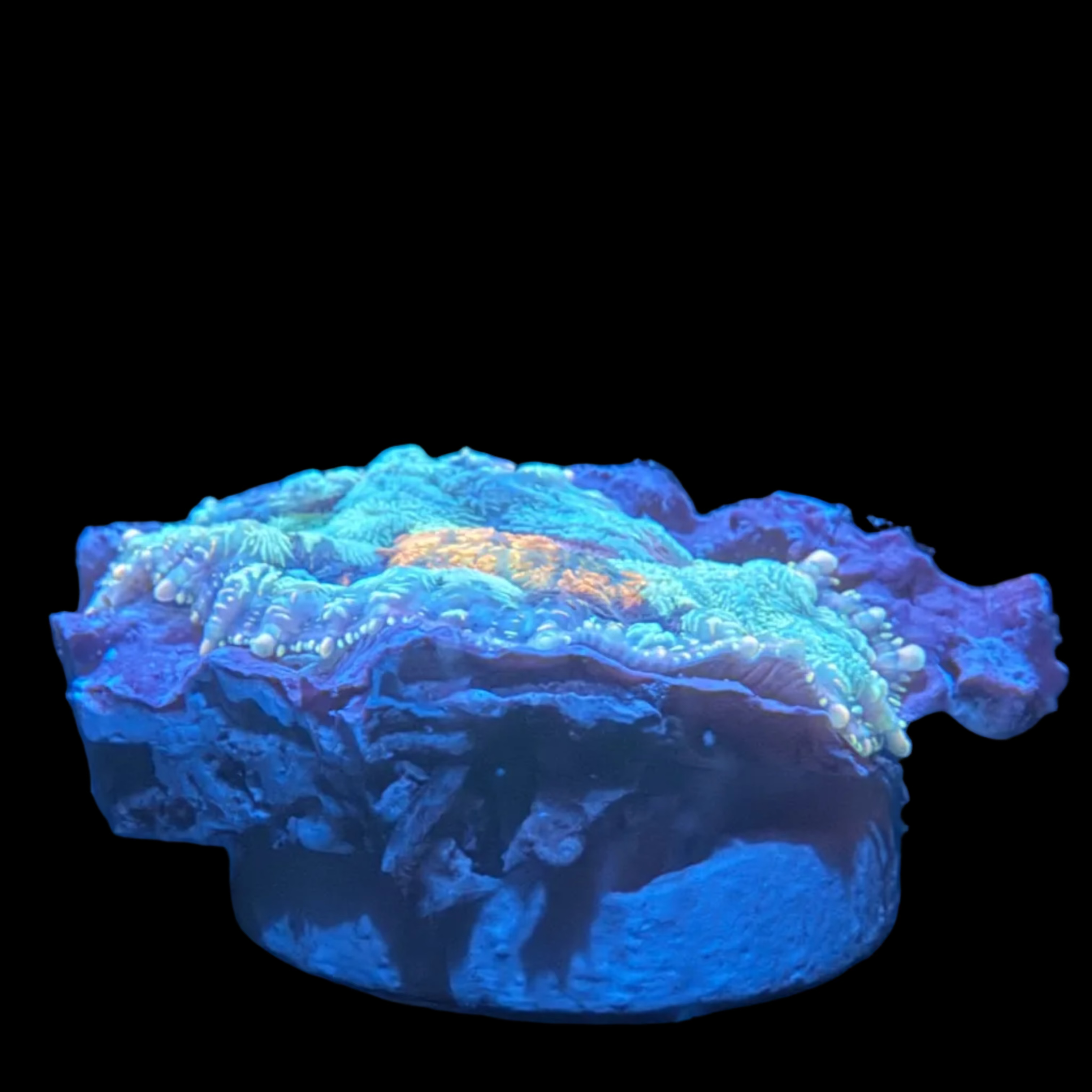 Carpet Rhodactis Mushroom