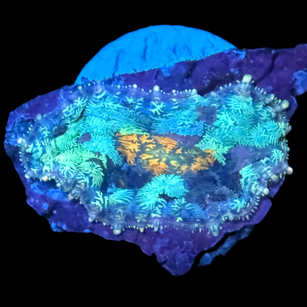 Carpet Rhodactis Mushroom